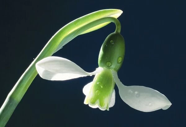 Snowdrop - single flower in close-up
