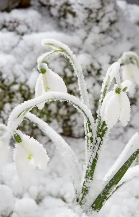 Framed Print : Snowdrop – snow covered plant Bedfordshire UK 003469 Framed Print : Snowdrop – snow covered plant Bedfordshire UK 003469