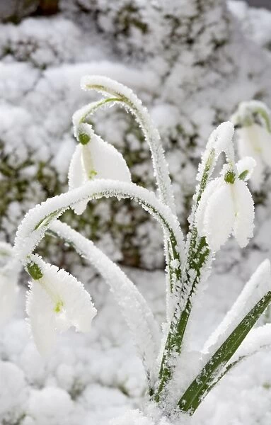Snowdrop – snow covered plant Bedfordshire UK 003469
