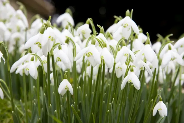 Framed Print : Snowdrops - clump of flowers growing on a bank in a churchyard. Wiltshire, England Framed Print : Snowdrops - clump of flowers growing on a bank in a churchyard. Wiltshire, England