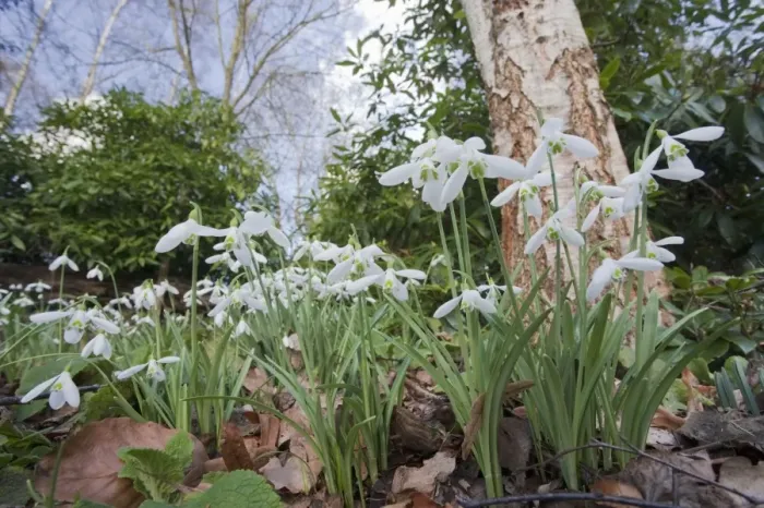 Framed Print : Snowdrops - growing wild in woodland - Essex - UK PL002121 Framed Print : Snowdrops - growing wild in woodland - Essex - UK PL002121