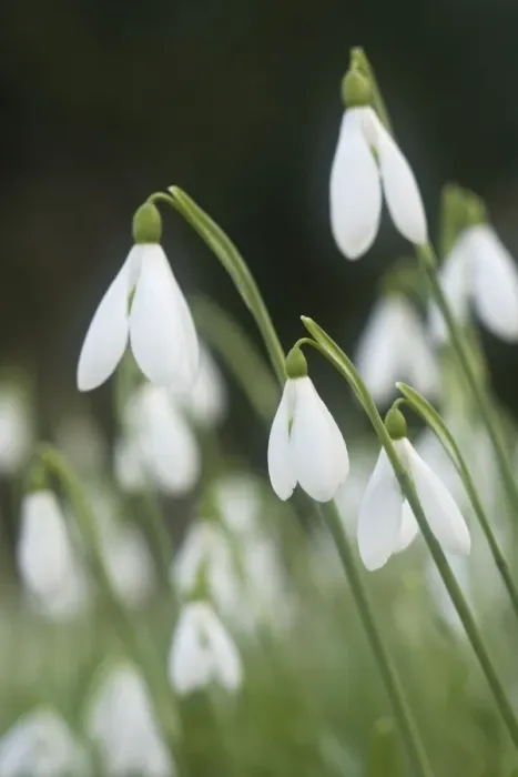 Framed Print : Snowdrops - growing wild in woodland - Essex - UK PL002126 Framed Print : Snowdrops - growing wild in woodland - Essex - UK PL002126