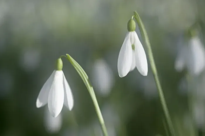 Framed Print : Snowdrops - growing wild in woodland - Essex - UK PL002129 Framed Print : Snowdrops - growing wild in woodland - Essex - UK PL002129