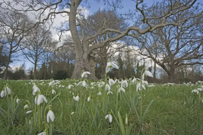 Framed Print : Snowdrops - growing wild in woodland - Essex - UK PL002132