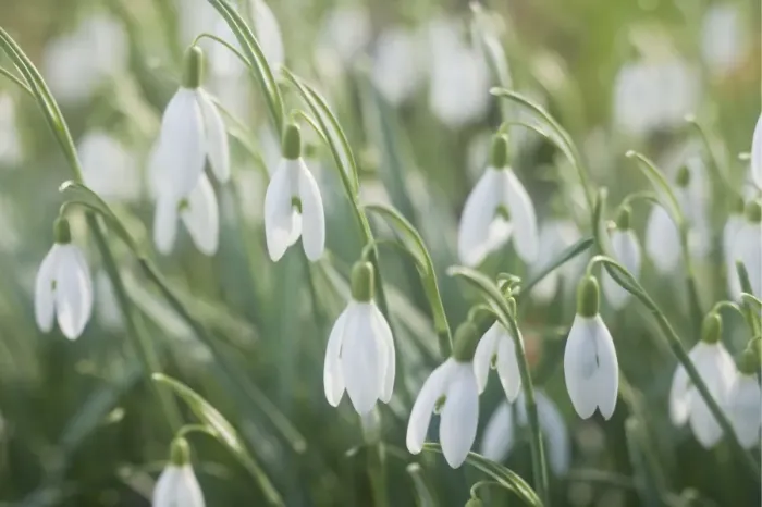 Framed Print : Snowdrops - growing wild in woodland - Essex - UK PL002134 Framed Print : Snowdrops - growing wild in woodland - Essex - UK PL002134