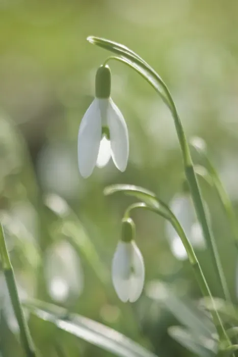 Framed Print : Snowdrops - growing wild in woodland - Essex - UK PL002136 Framed Print : Snowdrops - growing wild in woodland - Essex - UK PL002136