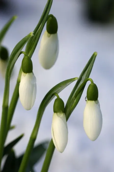 Framed Print : Snowdrops - after a modest fall of snow - Kent garden, UK - February Framed Print : Snowdrops - after a modest fall of snow - Kent garden, UK - February