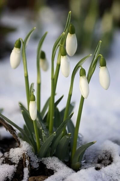 Snowdrops - after a modest fall of snow - Kent garden - UK - February