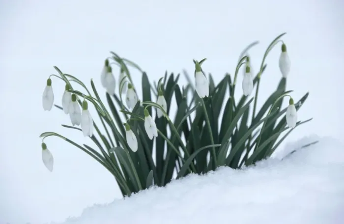 Framed Print : Snowdrops In snow Framed Print : Snowdrops In snow