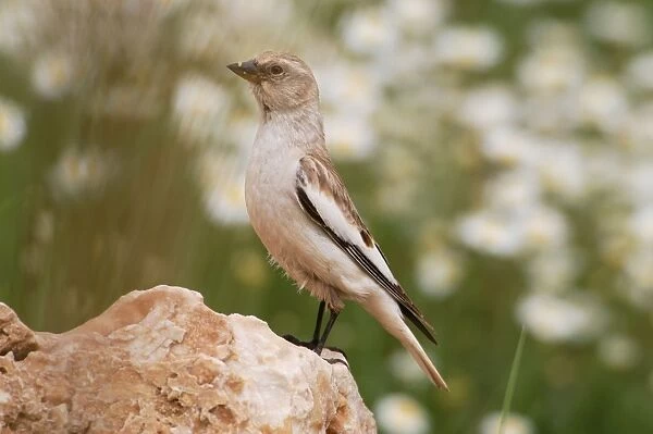 Snowfinch - adult female, May. Southern Turkey