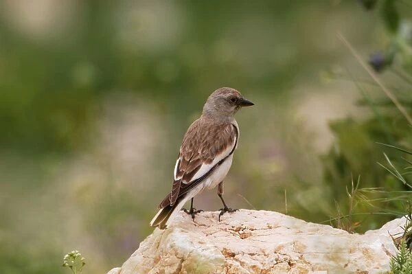 Snowfinch - adult female, May Southern Turkey
