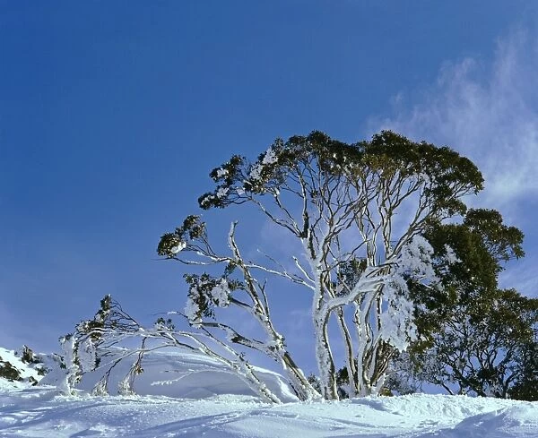 Snowgums - In snow - Kosciuszko National Park, New South Wales, Australia JPF12034