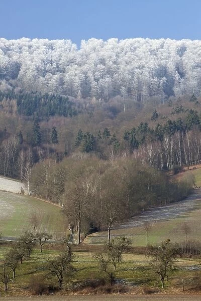 Snowline - on forestry in the River Weser valley in winter - Reinhards Wald - North Hessen - Germany