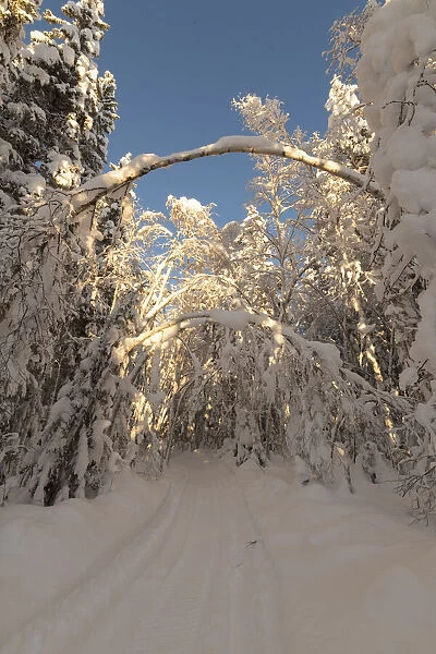 snowmobile tracks with trees in a winter landscape in Sweden