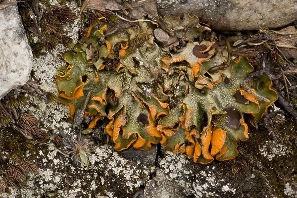 A snowpatch lichen (Solorina crocea), occurs at high altitudes in Scotland