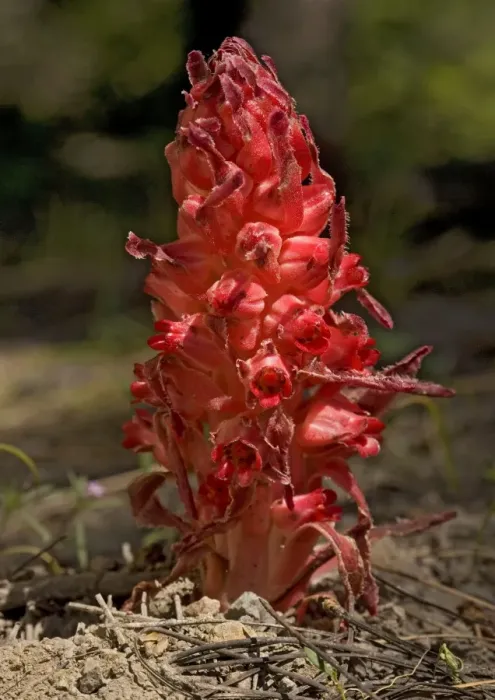 Framed Print : Snowplant - in high Sierra forest Framed Print : Snowplant - in high Sierra forest