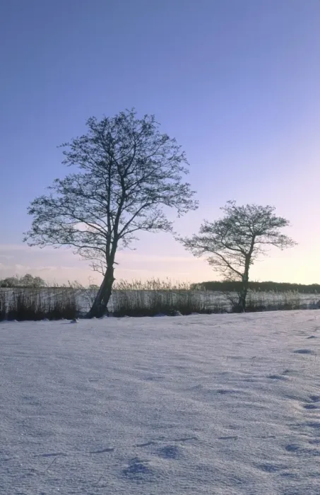 Framed Print : Snowscene Grazing meadow with reed in dyke and Alder trees Norfolk UK Framed Print : Snowscene Grazing meadow with reed in dyke and Alder trees Norfolk UK