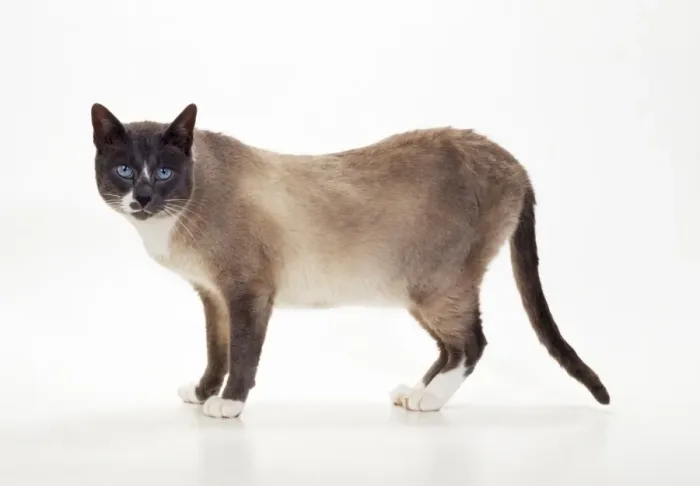 Framed Print : Snowshoe-blue + White Point Cat Framed Print : Snowshoe-blue + White Point Cat