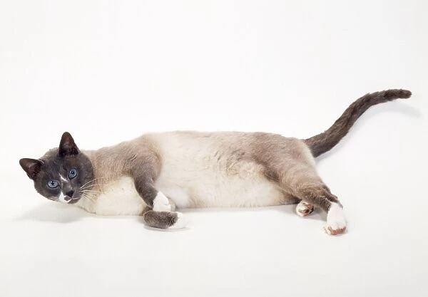 Snowshoe-blue + White Point Cat