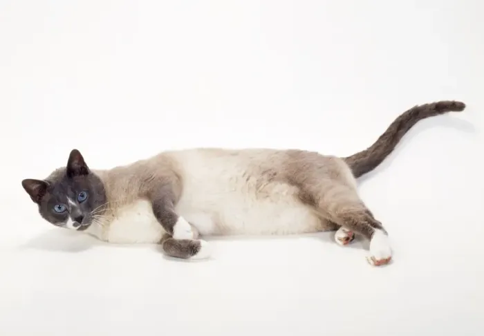 Framed Print : Snowshoe-blue + White Point Cat Framed Print : Snowshoe-blue + White Point Cat