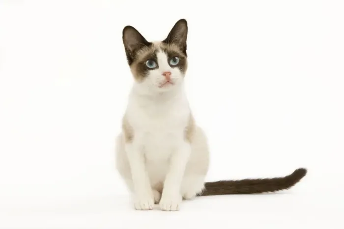 Framed Print : Snowshoe Cat - sitting in studio Framed Print : Snowshoe Cat - sitting in studio