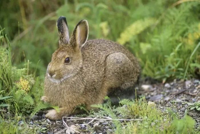 Framed Print : Snowshoe Hare - Katmia National Park - Alaska - USA Framed Print : Snowshoe Hare - Katmia National Park - Alaska - USA