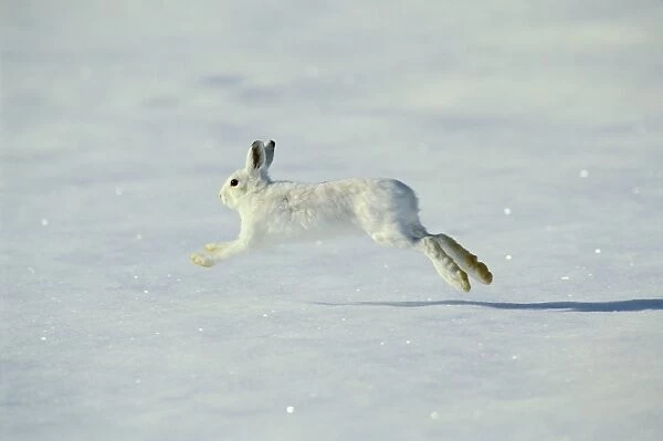 Snowshoe Hare TOM 600 aka Varying Hare running across winter snow - Montana Lepus americanus © Tom & Pat Leeson  /  ardea. com
