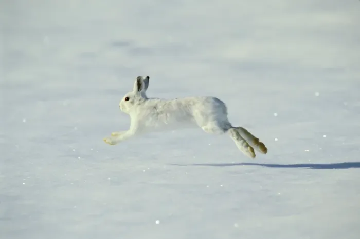 Framed Print : Snowshoe Hare TOM 600 aka Varying Hare running across winter snow - Montana Lepus americanus © Tom & Pat Leeson / ardea. com Framed Print : Snowshoe Hare TOM 600 aka Varying Hare running across winter snow - Montana Lepus americanus © Tom & Pat Leeson / ardea. com