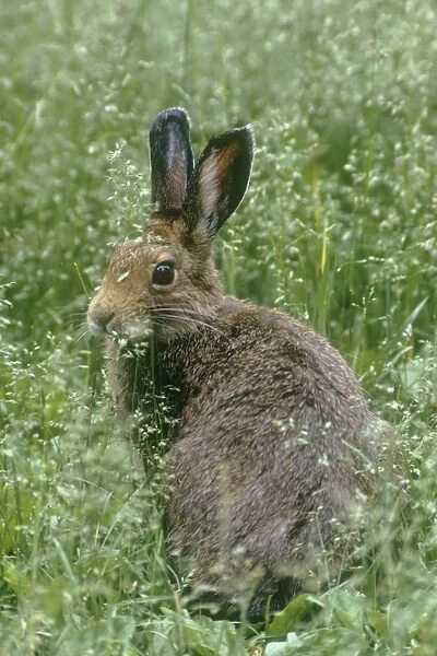 Snowshoe Hare  /  Varying Hare