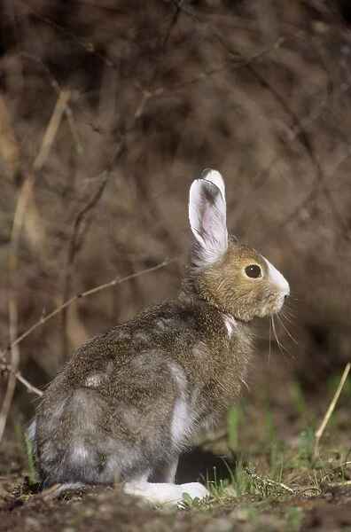 Snowshoe Hare  /  Varying Hare - Montana - USA - May