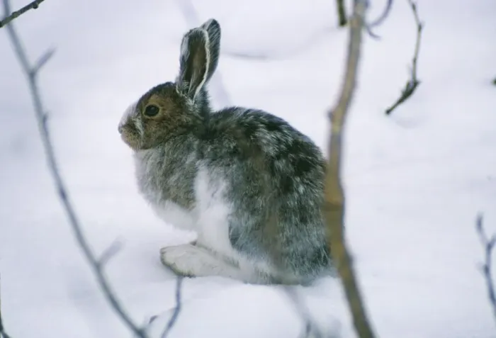 Framed Print : Snowshoe Hare / Varying Hare - in snow changing pelage Framed Print : Snowshoe Hare / Varying Hare - in snow changing pelage