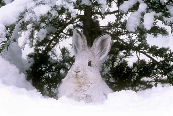 Snowshoe Hare  /  Varying Hare - in winter snow - British Columbia