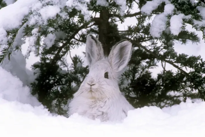 Framed Print : Snowshoe Hare / Varying Hare - in winter snow - British Columbia Framed Print : Snowshoe Hare / Varying Hare - in winter snow - British Columbia