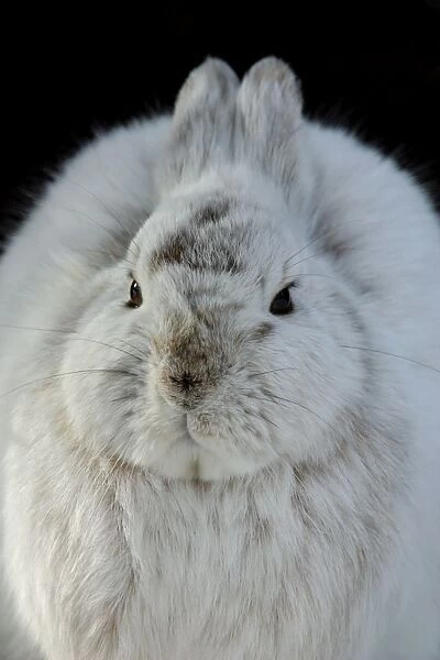 Snowshoe Hare, winter coat turning brown, March, Alaska, North America