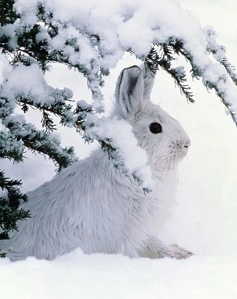 Snowshoe or Varying Hare - winter MH107
