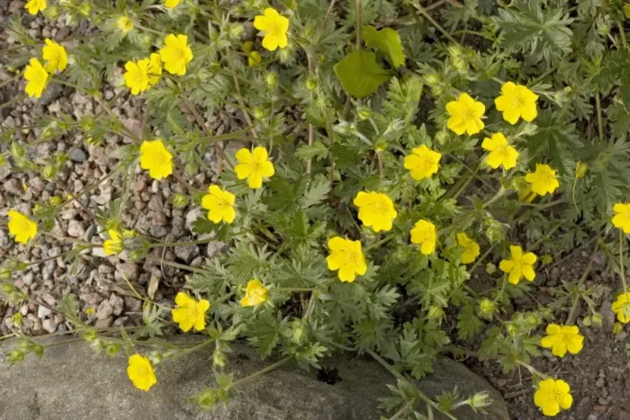 Framed Print : Snowy cinquefoil (Potentilla nivea) N. Europe Framed Print : Snowy cinquefoil (Potentilla nivea) N. Europe
