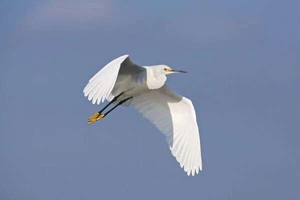 Snowy Egret - in flight - East coast of Florida - USA - January