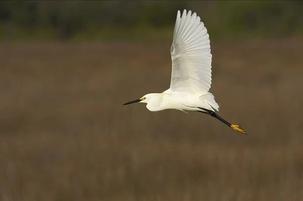 Snowy Egret in flight Merrit Island, florida, USA BI000395