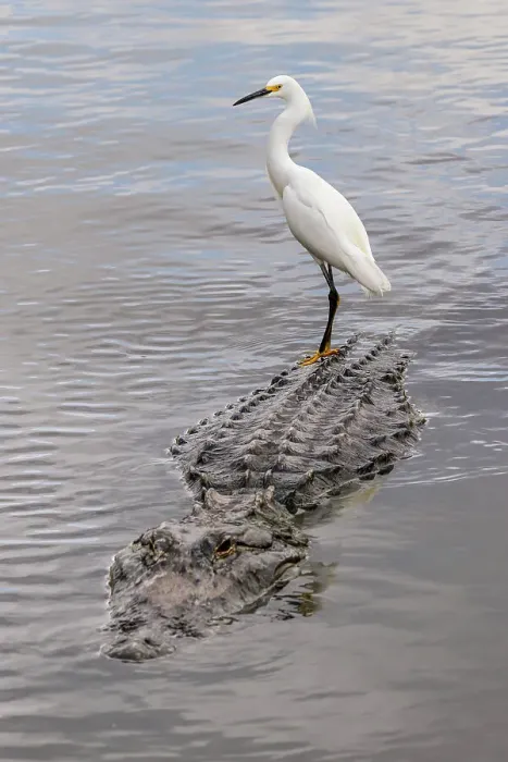 Framed Print : Snowy Egret riding on top of American alligator, Florida Date: 31-12-1999 Framed Print : Snowy Egret riding on top of American alligator, Florida Date: 31-12-1999
