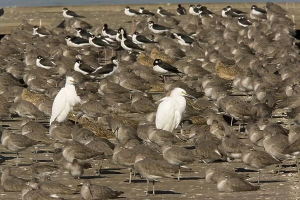 Snowy Egrets, Willets, Marbled Godwits and Black-necked Stilts at high tide roost. Arrowhead Marsh, East Bay, Oakland; California, United States