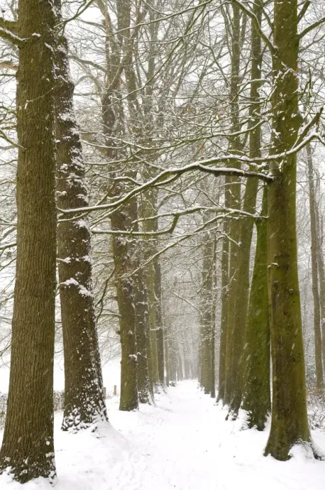 Framed Print : snowy forest trail Framed Print : snowy forest trail