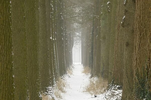 Snowy forest trail with oak