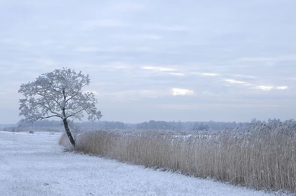 Snowy landscape - De WiedenN - Netherlands