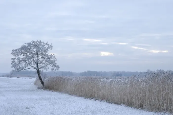 Framed Print : Snowy landscape - De WiedenN - Netherlands Framed Print : Snowy landscape - De WiedenN - Netherlands
