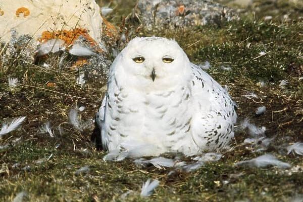 Snowy Owl. GJ-75. SNOWY OWL, SITTING ON GROUND