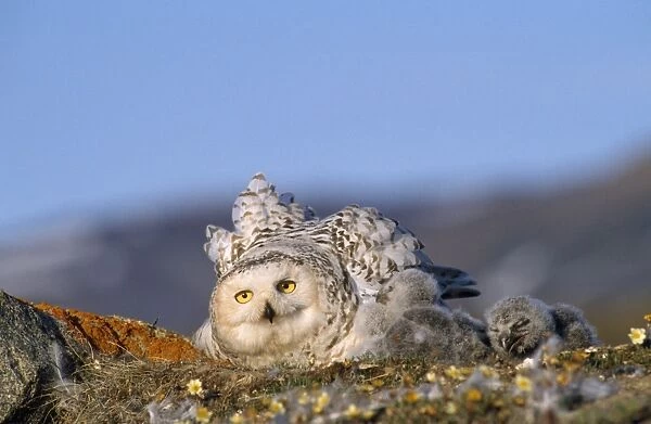Snowy Owl - adult with young Greenland