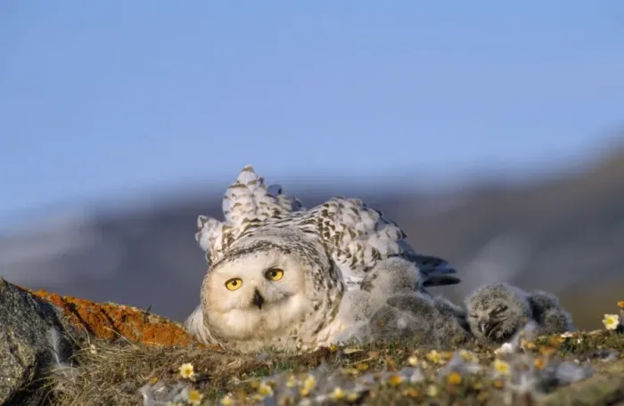 Framed Print : Snowy Owl - adult with young Greenland Framed Print : Snowy Owl - adult with young Greenland