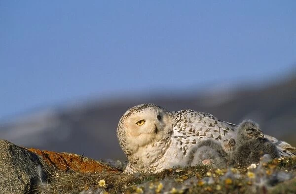 Snowy Owl - with chicks Greenland