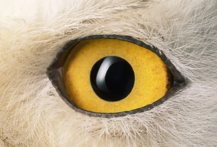 Framed Print : Snowy Owl - close-up of eye Framed Print : Snowy Owl - close-up of eye