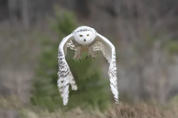 Framed Print : Snowy Owl - in flight Framed Print : Snowy Owl - in flight